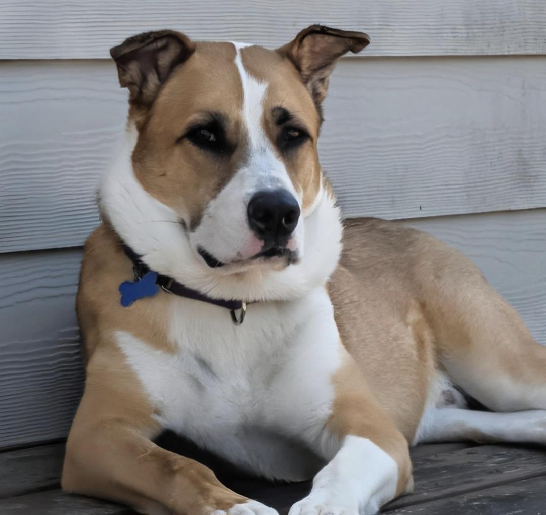 Enlarge Lucky Jackson (LJ), a Adoptable mixed breed in Roswell, GA image 1/6