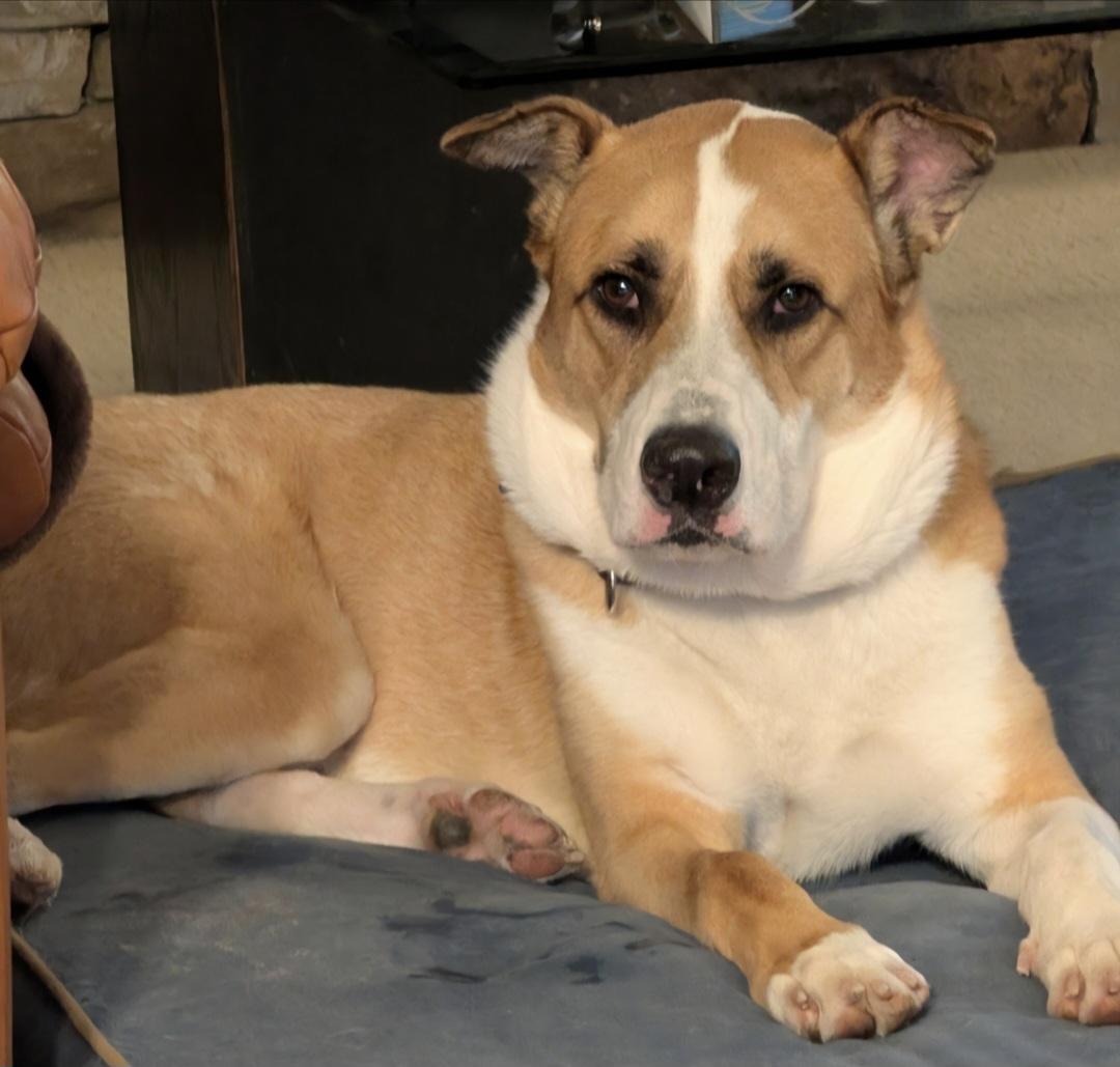Enlarge Lucky Jackson (LJ), a Adoptable mixed breed in Roswell, GA image 3/6
