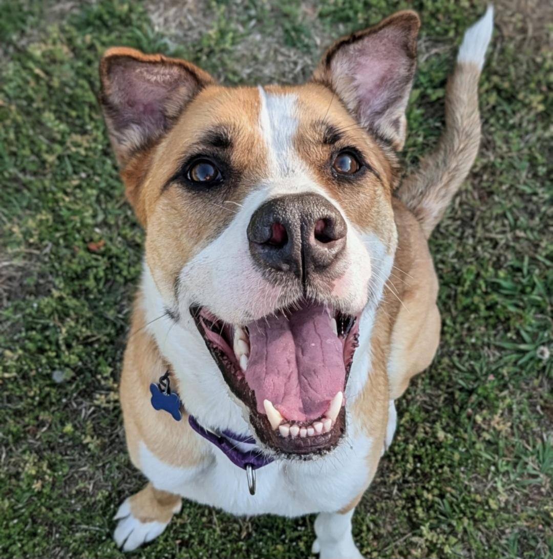 Lucky Jackson, Adoptable, Adult Male Hound & Boxer.