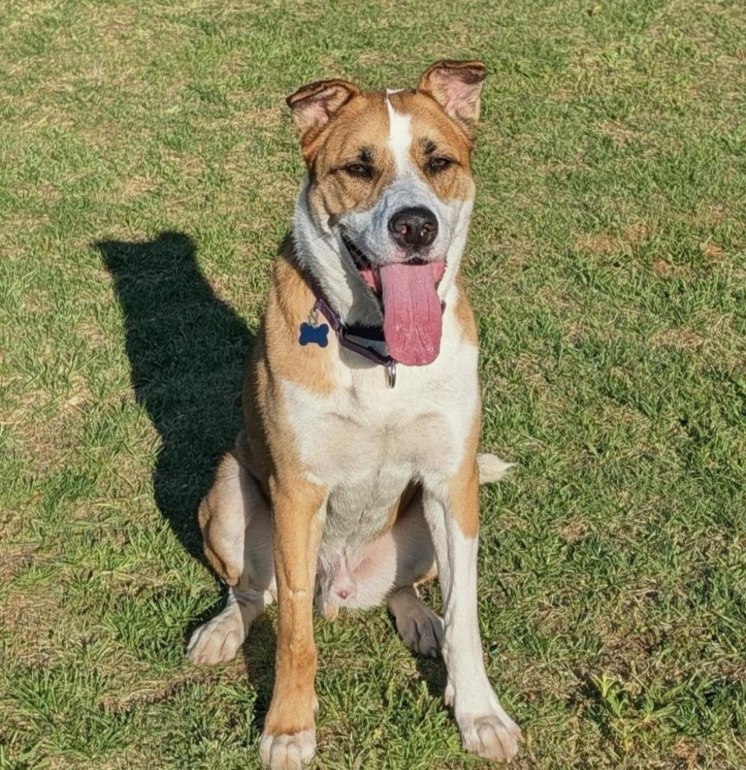 Lucky Jackson, a Adoptable mixed breed in Roswell, GA image 2/3