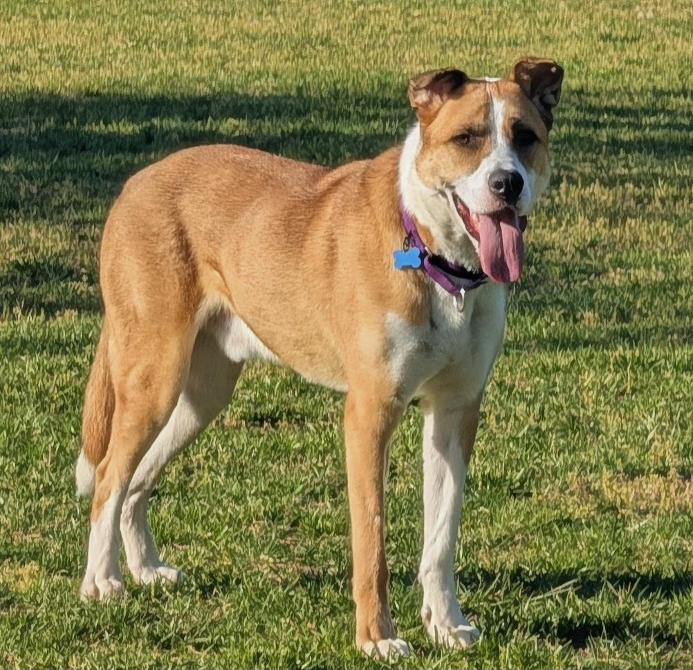 Lucky Jackson, a Adoptable mixed breed in Roswell, GA image 3/3