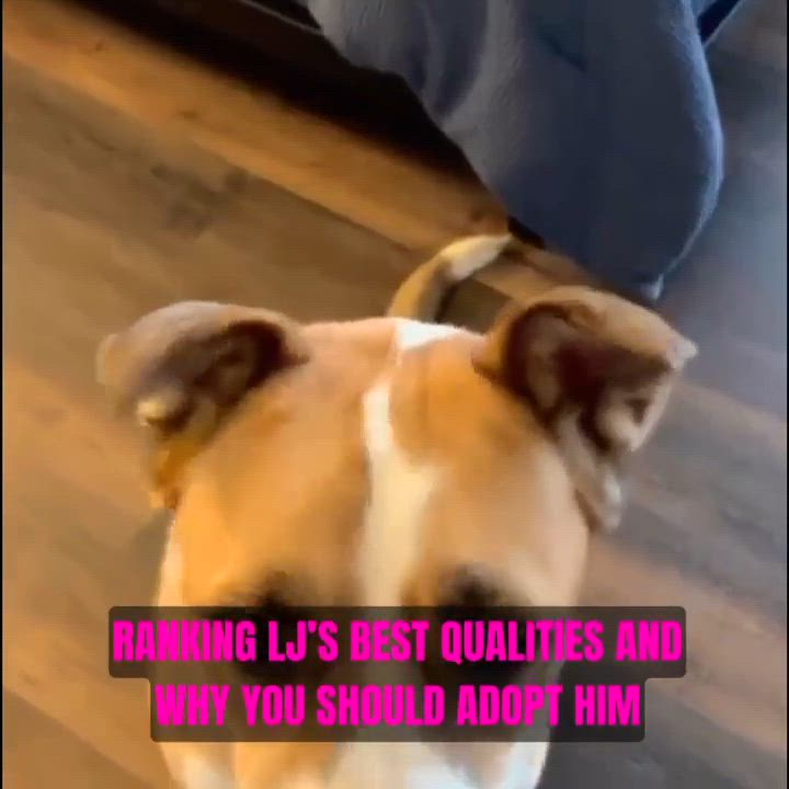 Enlarge Lucky Jackson (LJ), a Adoptable mixed breed in Roswell, GA video 6/6
