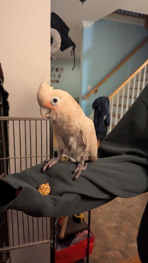 Pretzel, Adoptable, Adult Male Cockatoo.
