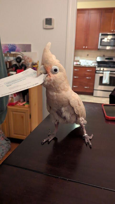 Enlarge Pretzel, a Adoptable Cockatoo in Belford, NJ image 2/3