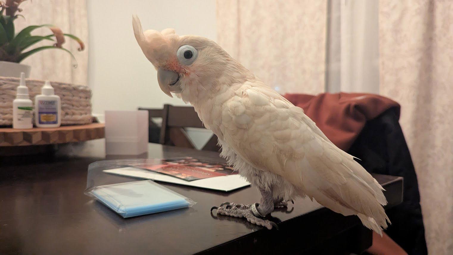 Enlarge Pretzel, a Adoptable Cockatoo in Belford, NJ image 3/3