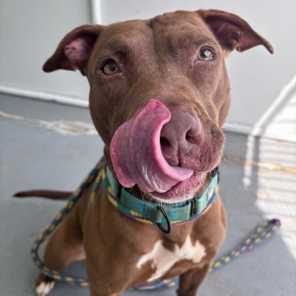 There's A Bee!?, Adoptable, Adult Female Mixed Breed.