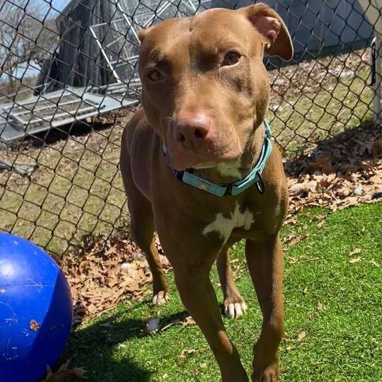 There's A Bee!?, a Adoptable Mixed Breed in Davenport, IA image 2/6