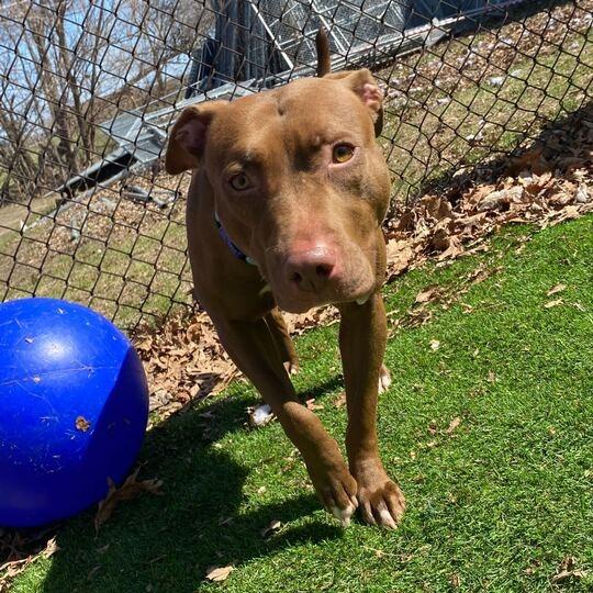 There's A Bee!?, a Adoptable Mixed Breed in Davenport, IA image 3/6