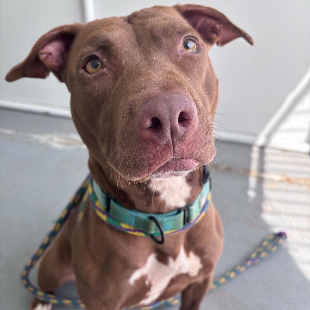 There's A Bee!?, a Adoptable Mixed Breed in Davenport, IA image 4/6