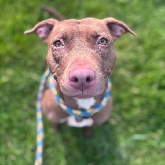 There's A Bee!?, a Adoptable Mixed Breed in Davenport, IA image 5/6