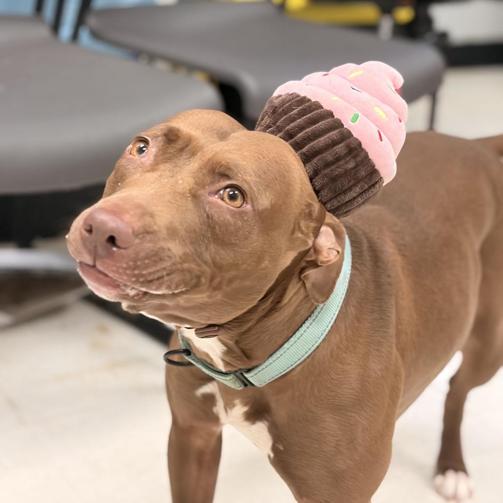Enlarge There's A Bee!?, a Adoptable Mixed Breed in Davenport, IA image 5/6