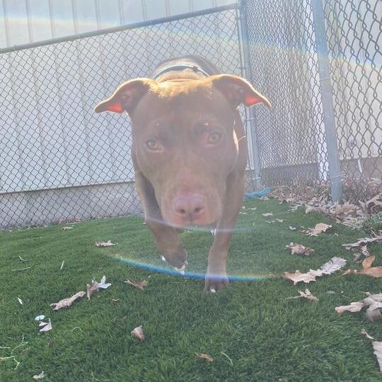 There's A Bee!?, a Adoptable Mixed Breed in Davenport, IA image 6/6
