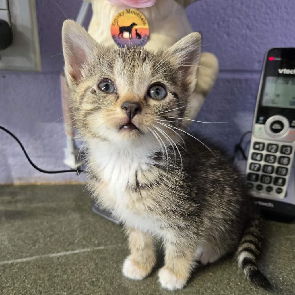 Ravioli, a Adoptable Domestic Short Hair in Newport, TN image 1/2