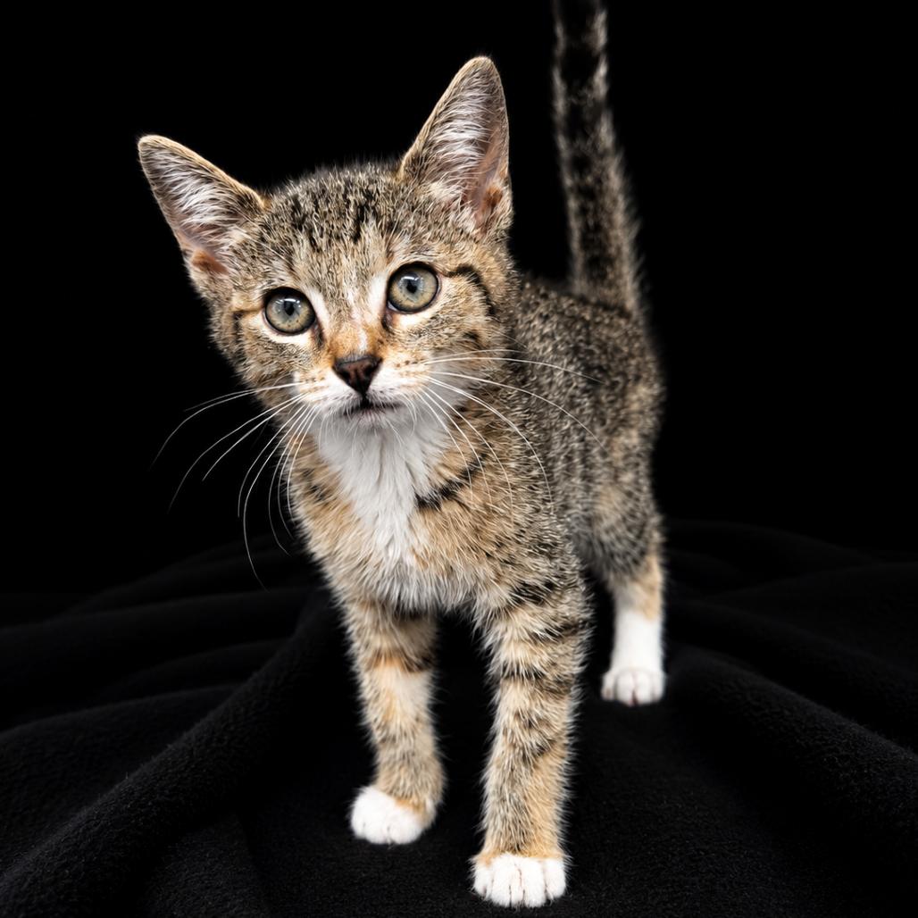Ravioli, a Adoptable Domestic Short Hair in Newport, TN image 2/2
