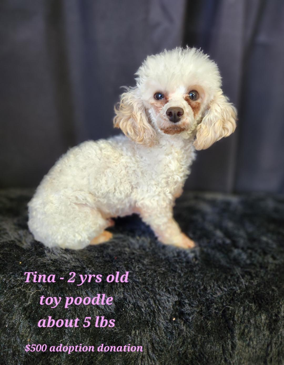 Tina, ADOPTABLE, Adult Female Poodle.