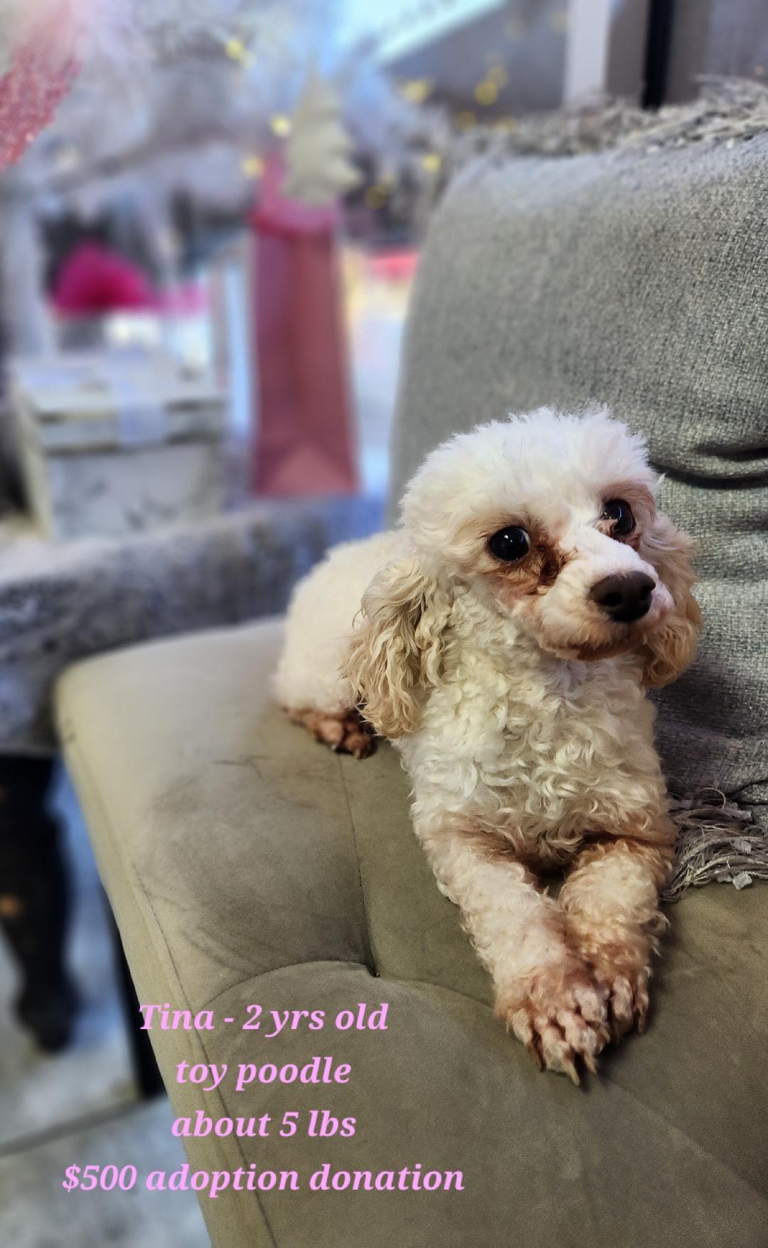 Enlarge Tina, a ADOPTABLE Poodle in Rockwall, TX image 2/3