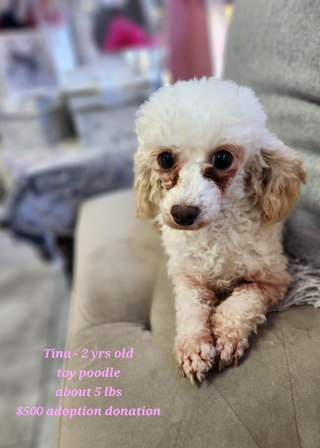 Enlarge Tina, a ADOPTABLE Poodle in Rockwall, TX image 3/3