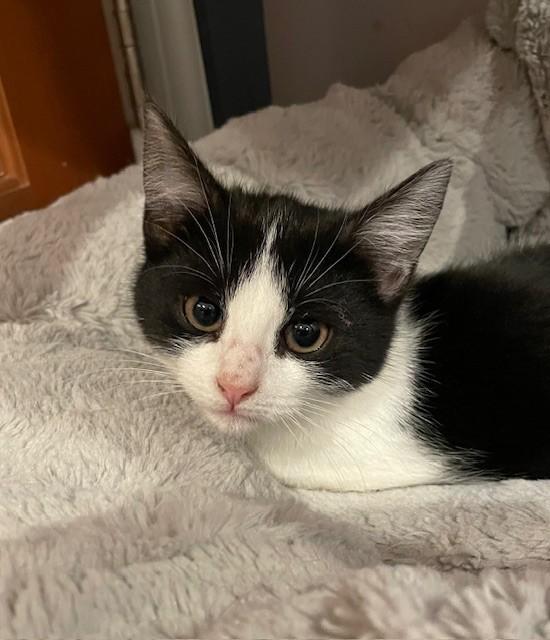 Enlarge Reagan (LE), an adopted Domestic Short Hair in Little Falls, NJ image 2/3