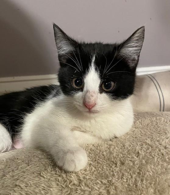 Reagan (LE), adopted, Kitten Female Domestic Short Hair.