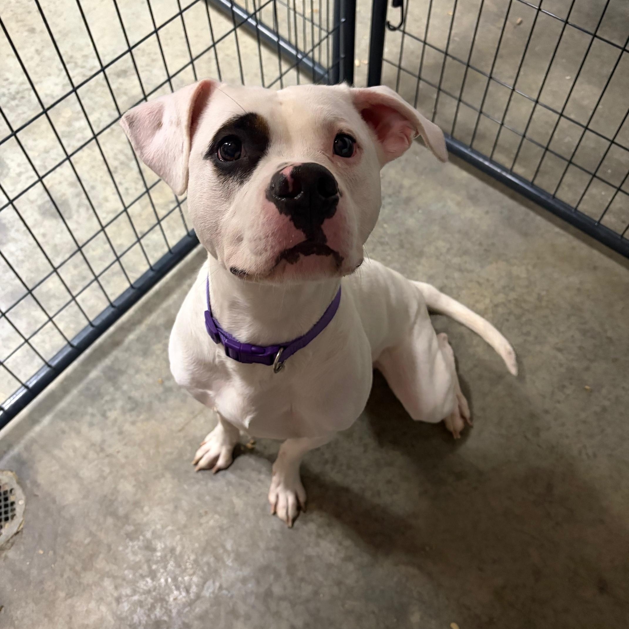 Kirby, ADOPTABLE, Young Male Pit Bull Terrier.