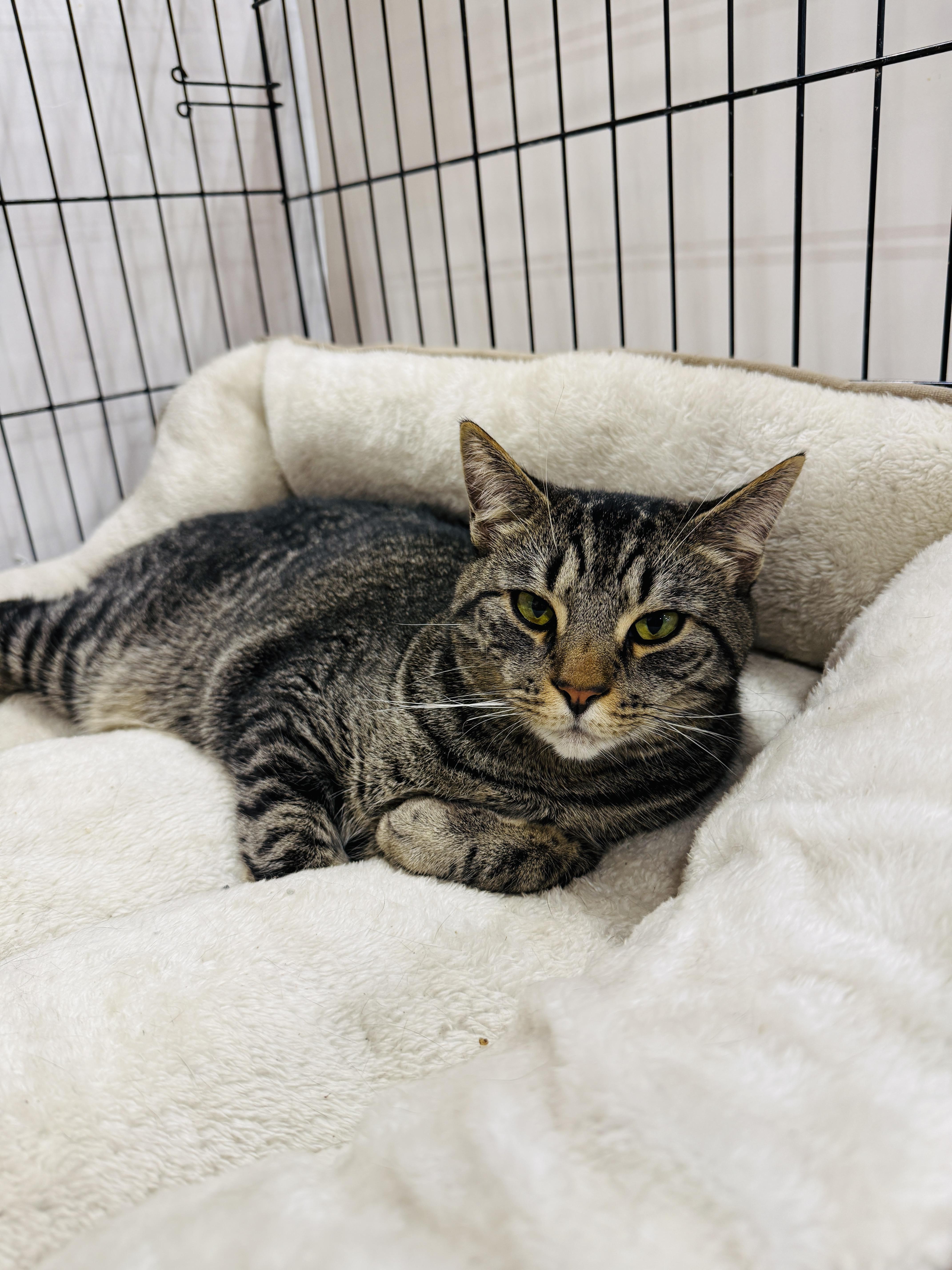 Tommy, a ADOPTABLE Domestic Short Hair in Kissimmee, FL image 1/2