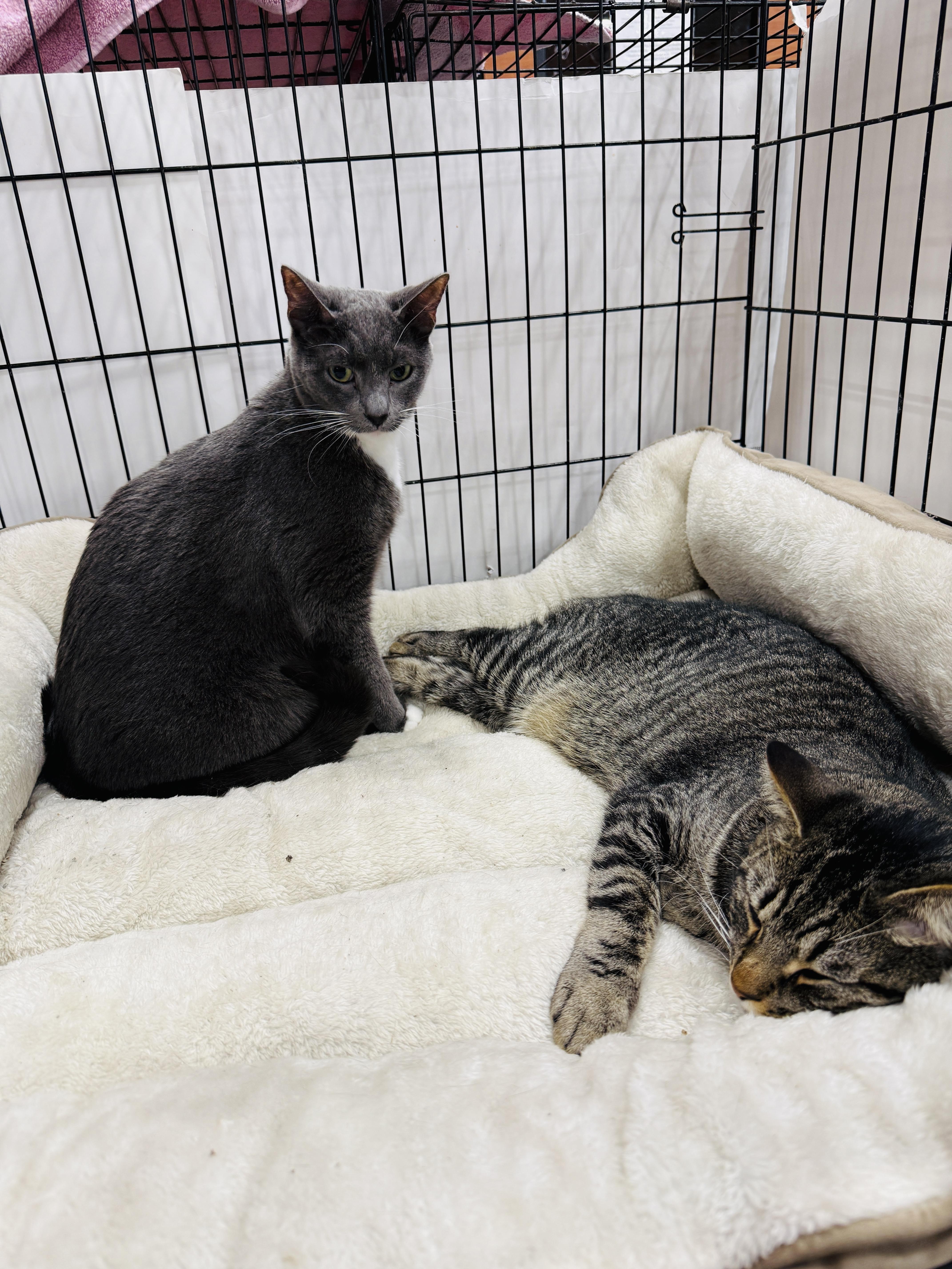 Tommy, a ADOPTABLE Domestic Short Hair in Kissimmee, FL image 2/2