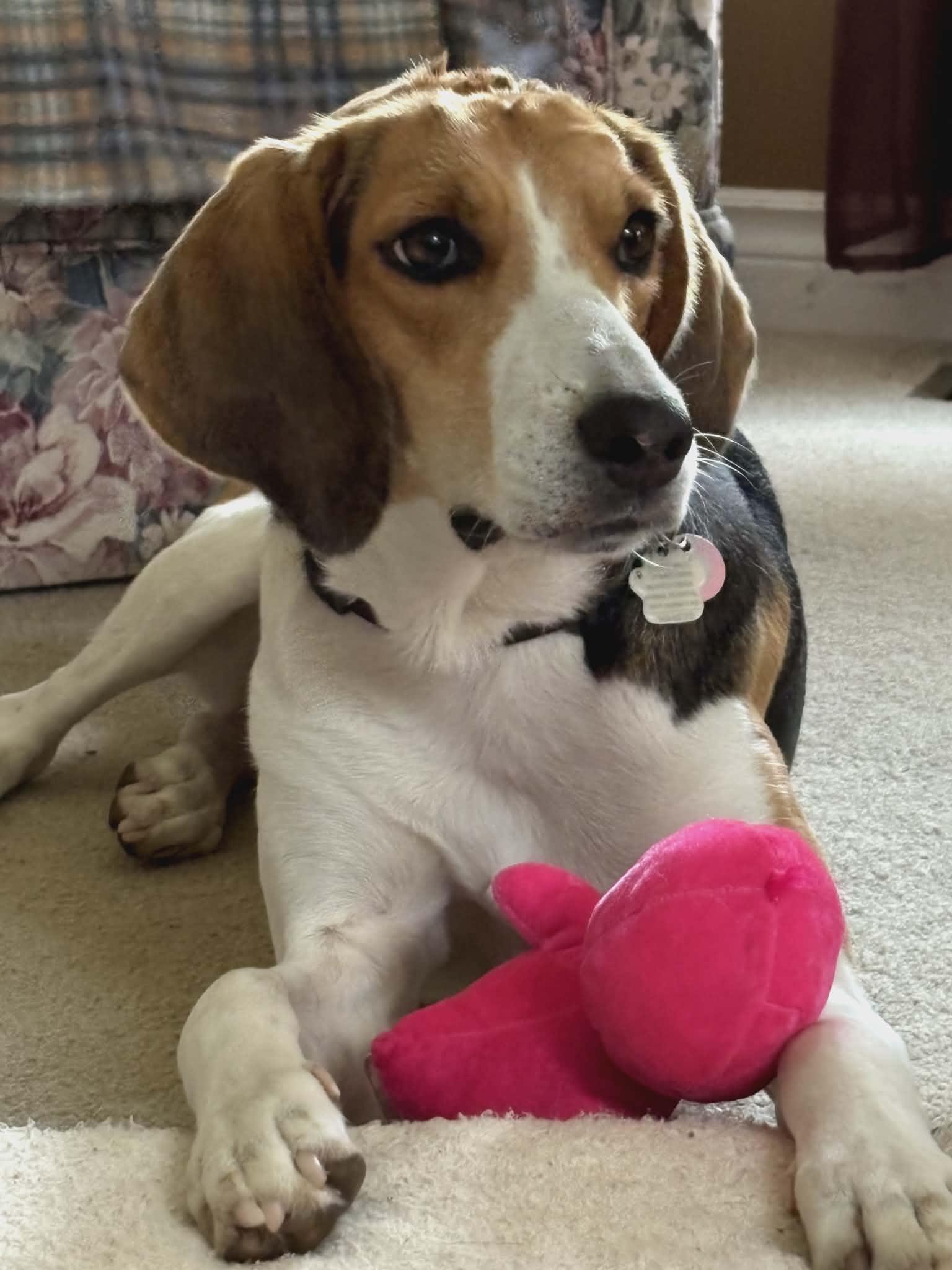 Enlarge Daisy Bee - Quirky Girl!, a Adoptable Foxhound in North Bay, ON image 3/6