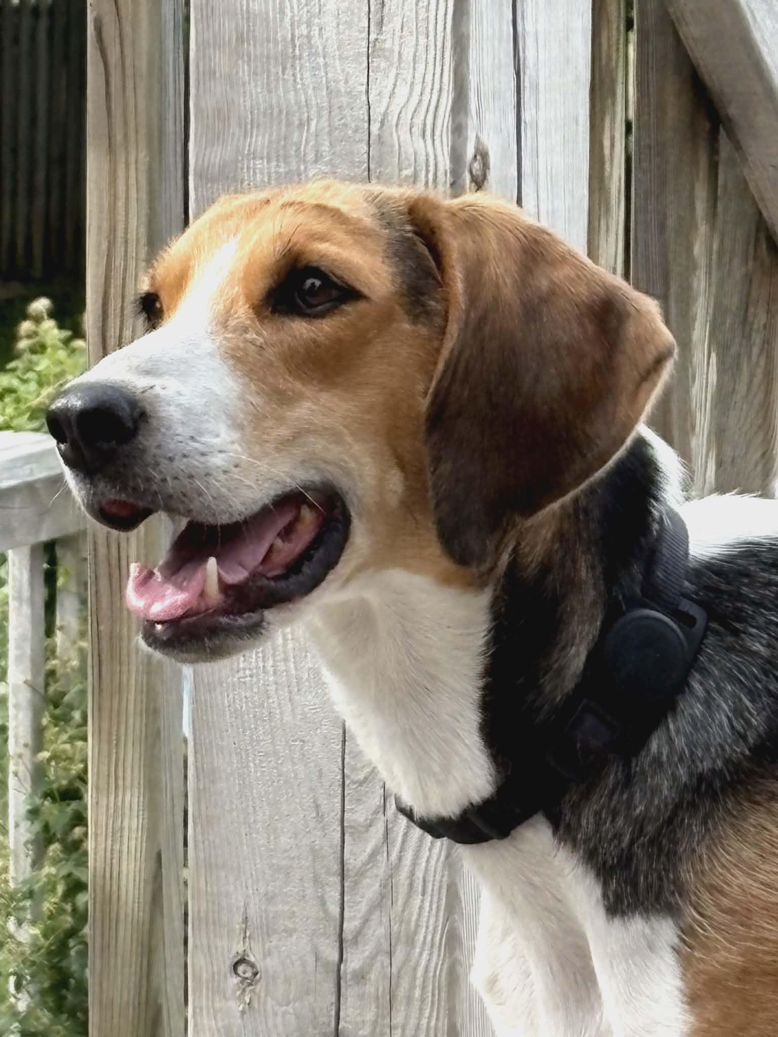 Daisy Bee - Quirky Girl!, Adoptable, Adult Female Foxhound.