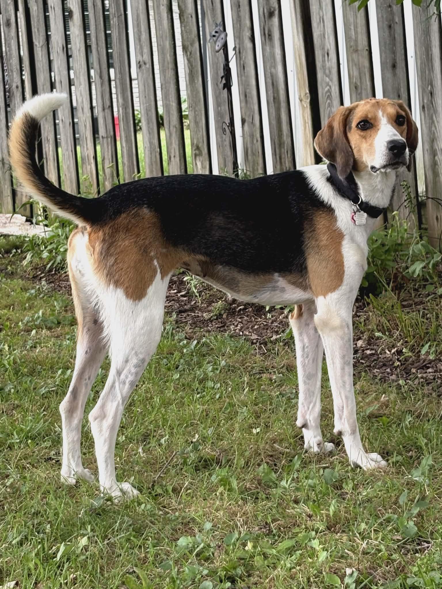 Enlarge Daisy Bee - Quirky Girl!, a Adoptable Foxhound in North Bay, ON image 4/6