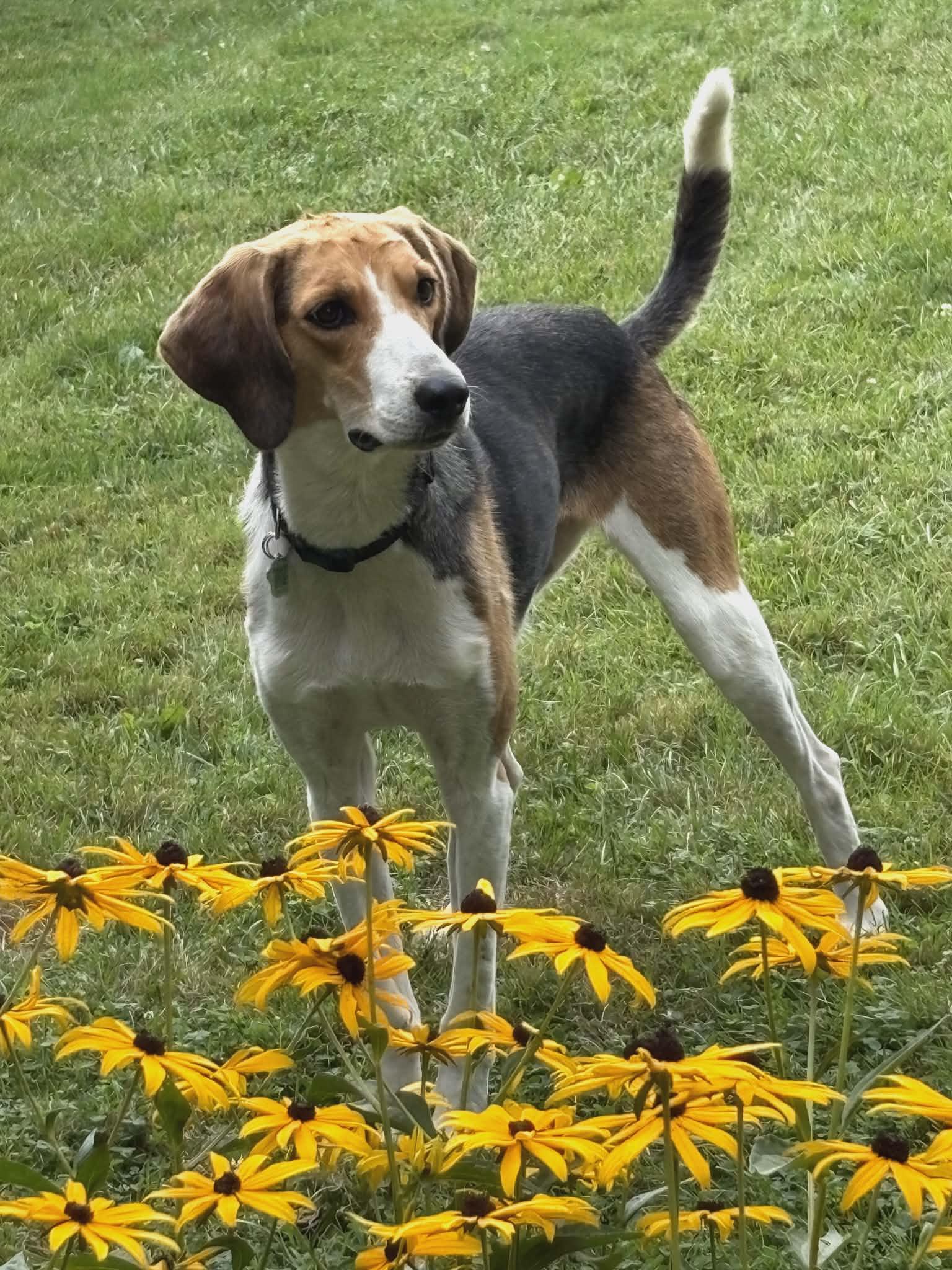 Enlarge Daisy Bee - Quirky Girl!, a Adoptable Foxhound in North Bay, ON image 2/6