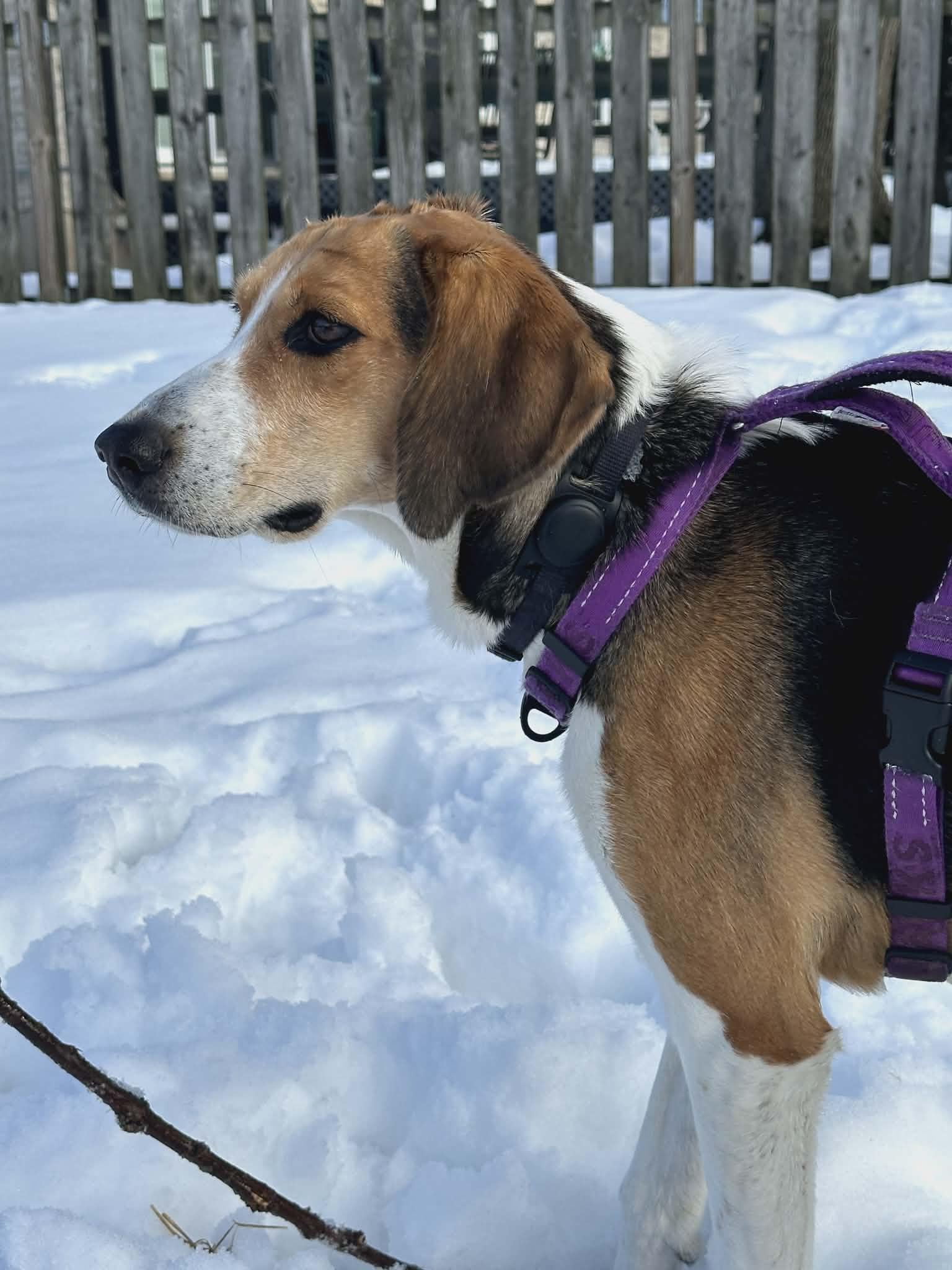 Enlarge Daisy Bee - Quirky Girl!, a Adoptable Foxhound in North Bay, ON image 5/6