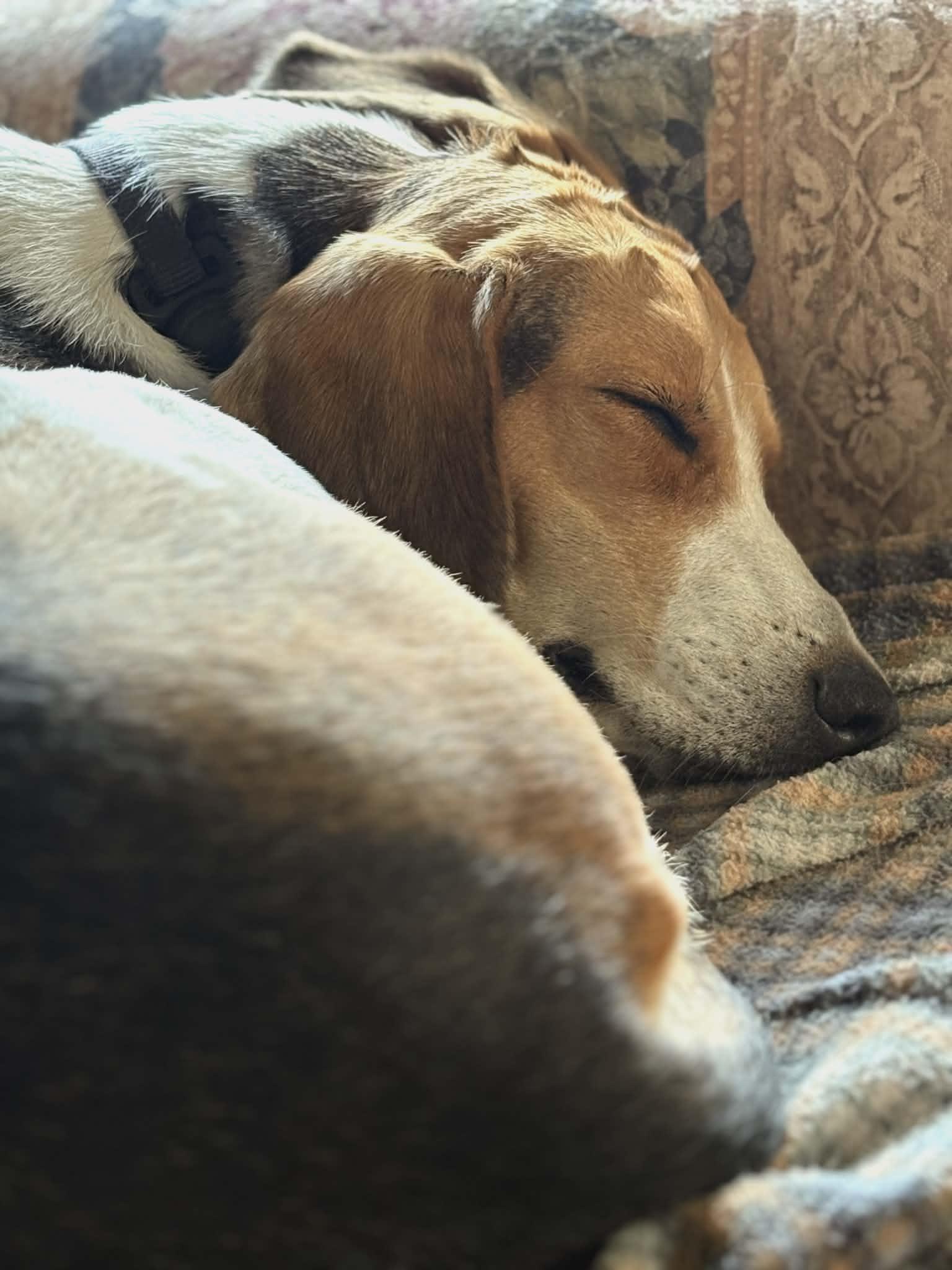 Enlarge Daisy Bee - Quirky Girl!, a Adoptable Foxhound in North Bay, ON image 6/6