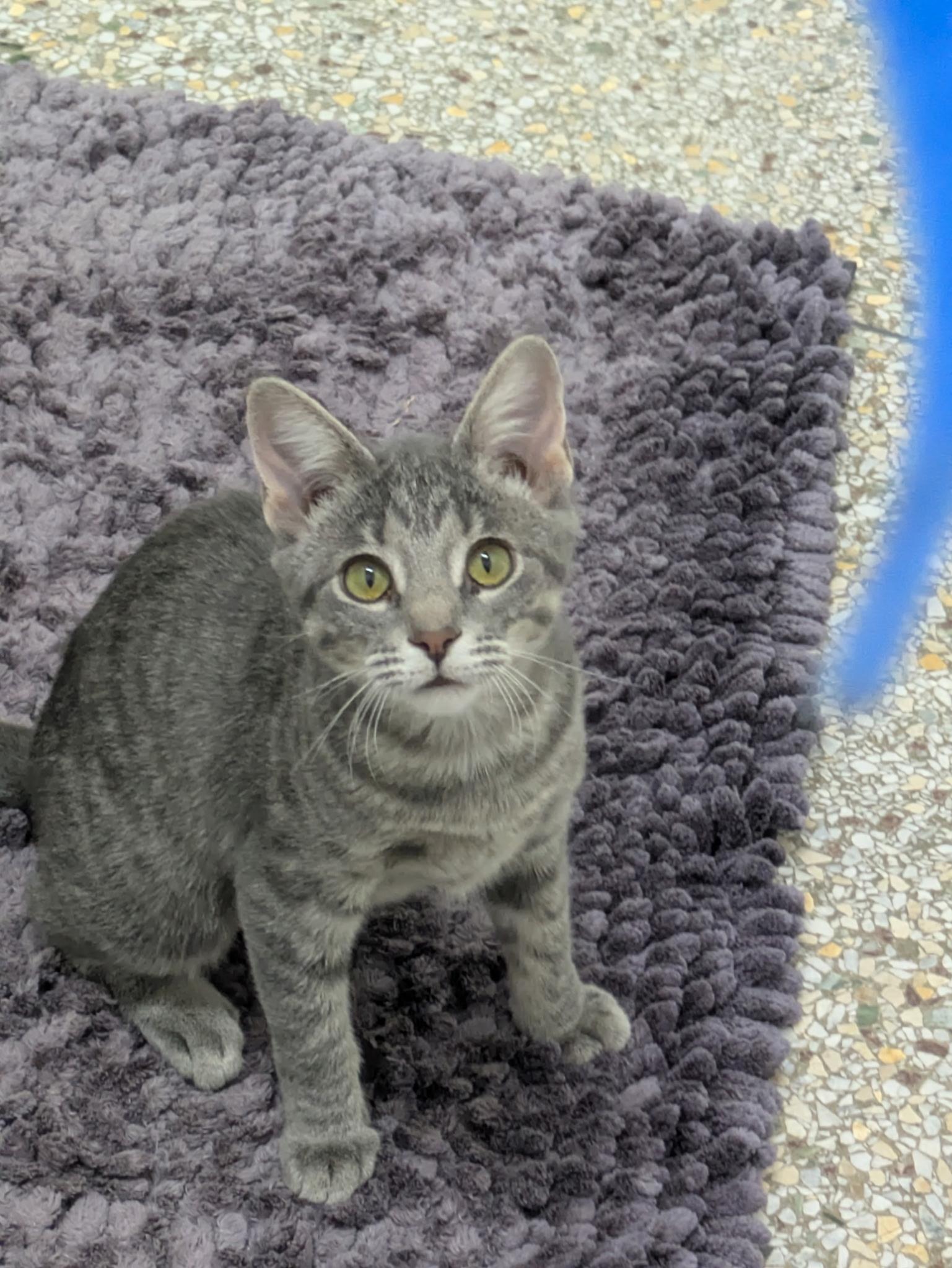 Enlarge Buttons, a Adoptable mixed breed in Williamsburg, IA image 1/3