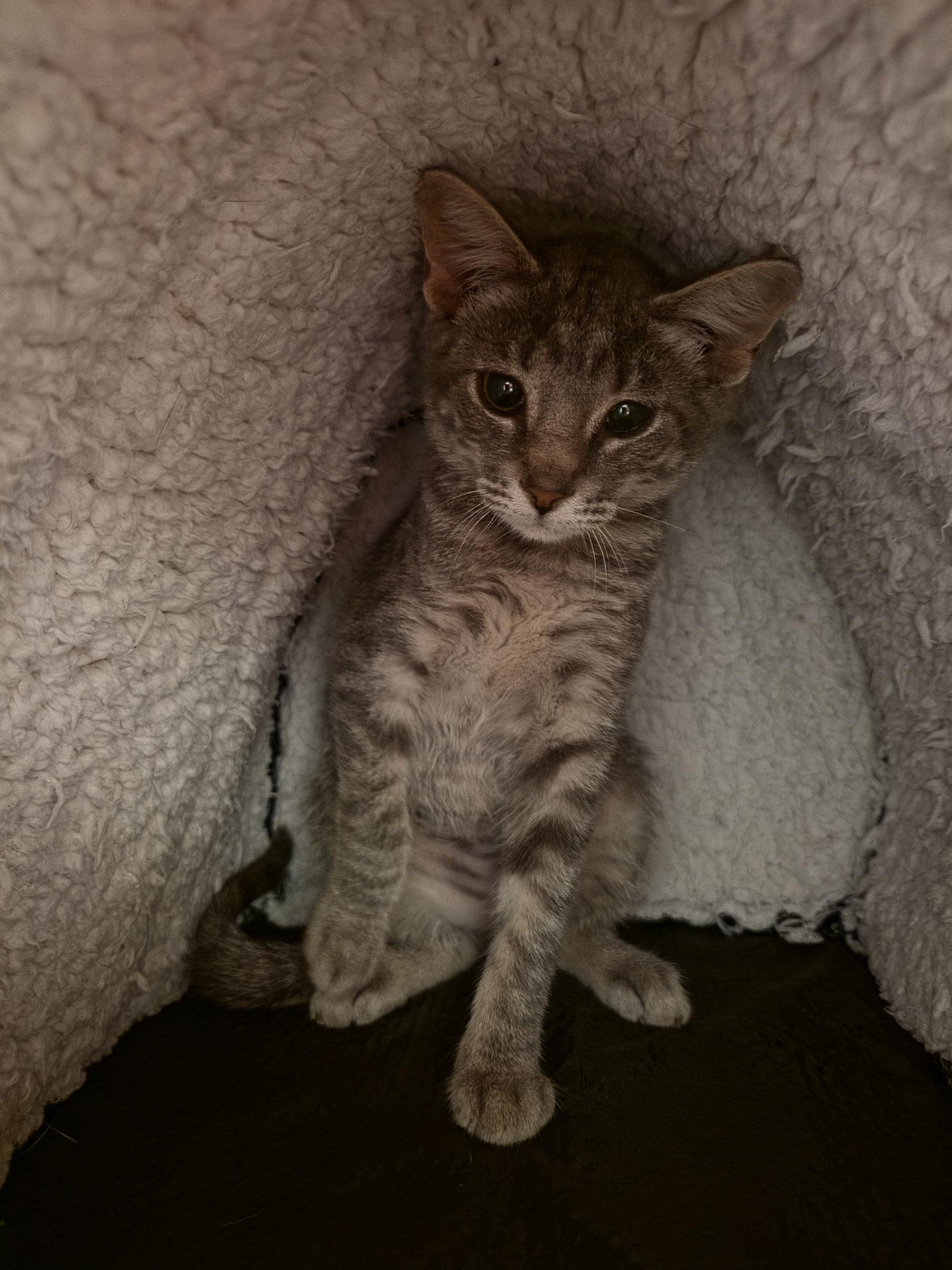 Enlarge Buttons, a Adoptable mixed breed in Williamsburg, IA image 2/3