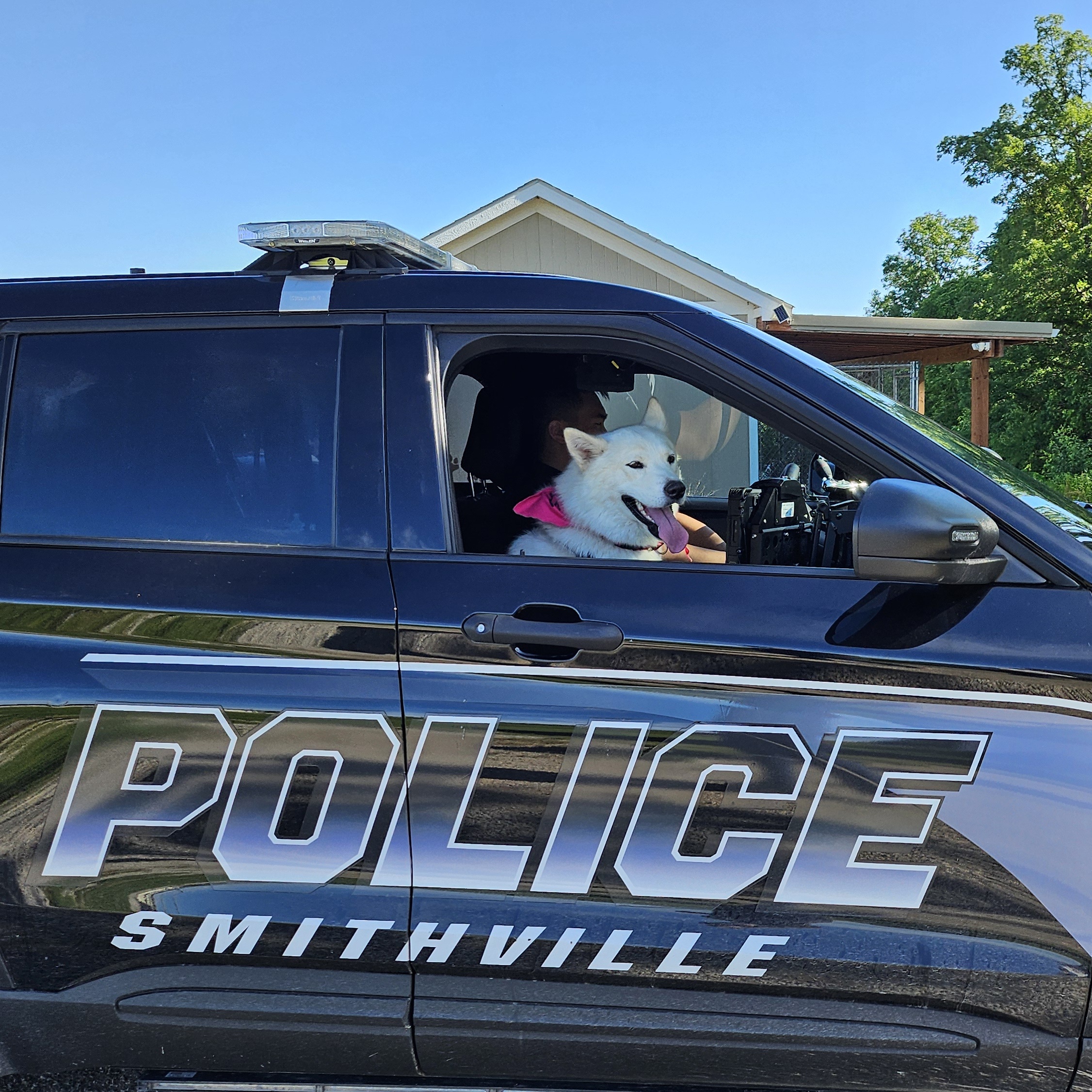 Dog for adoption Halo, a Husky in Smithville, MO Petfinder