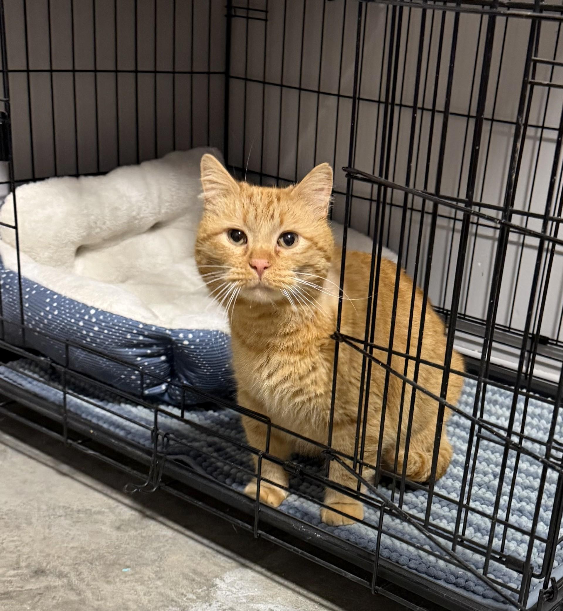 Enlarge Archie, a ADOPTABLE mixed breed in Grove, OK image 2/2