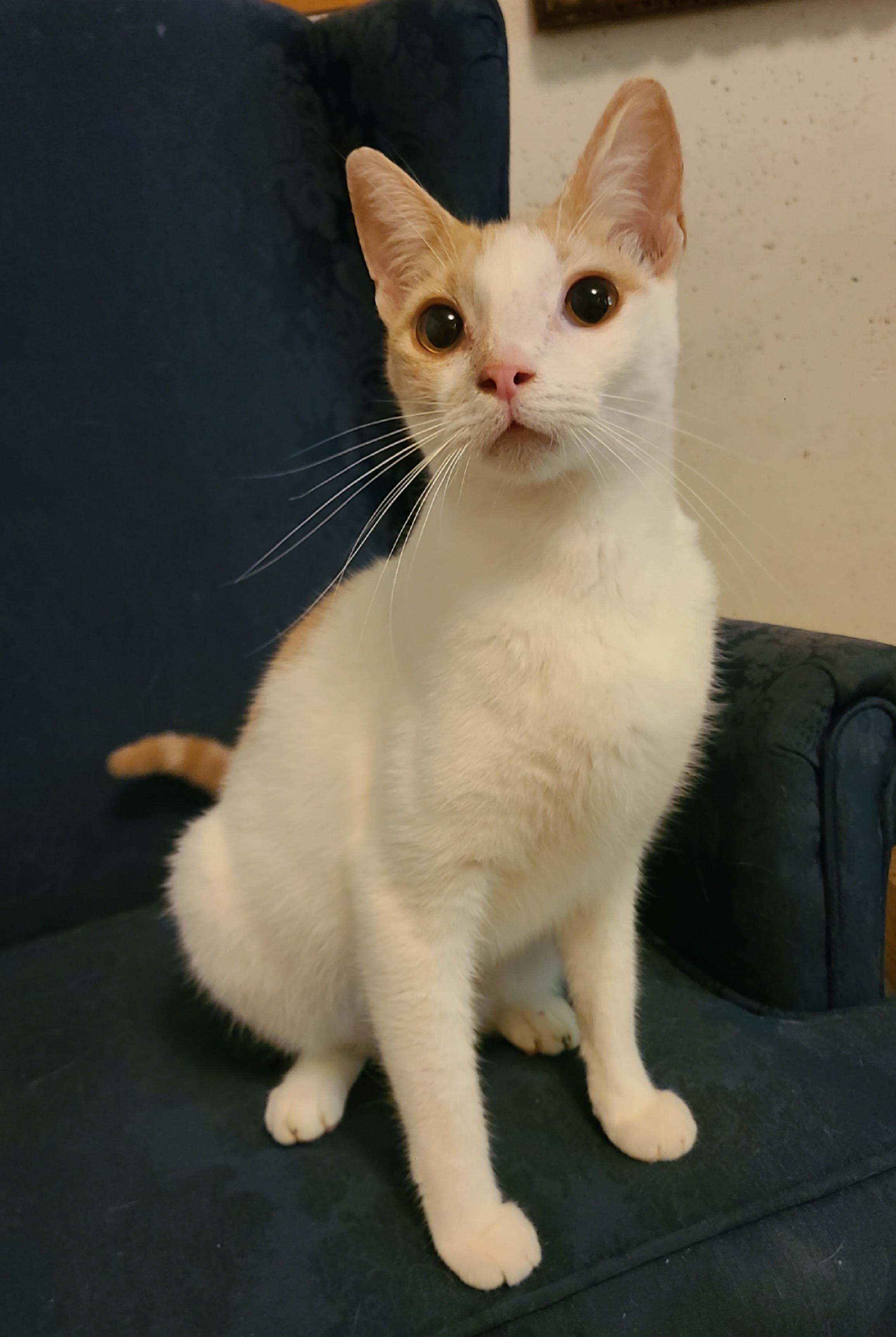 Chipper, a Adoptable Domestic Short Hair in Ellijay, GA image 3/6