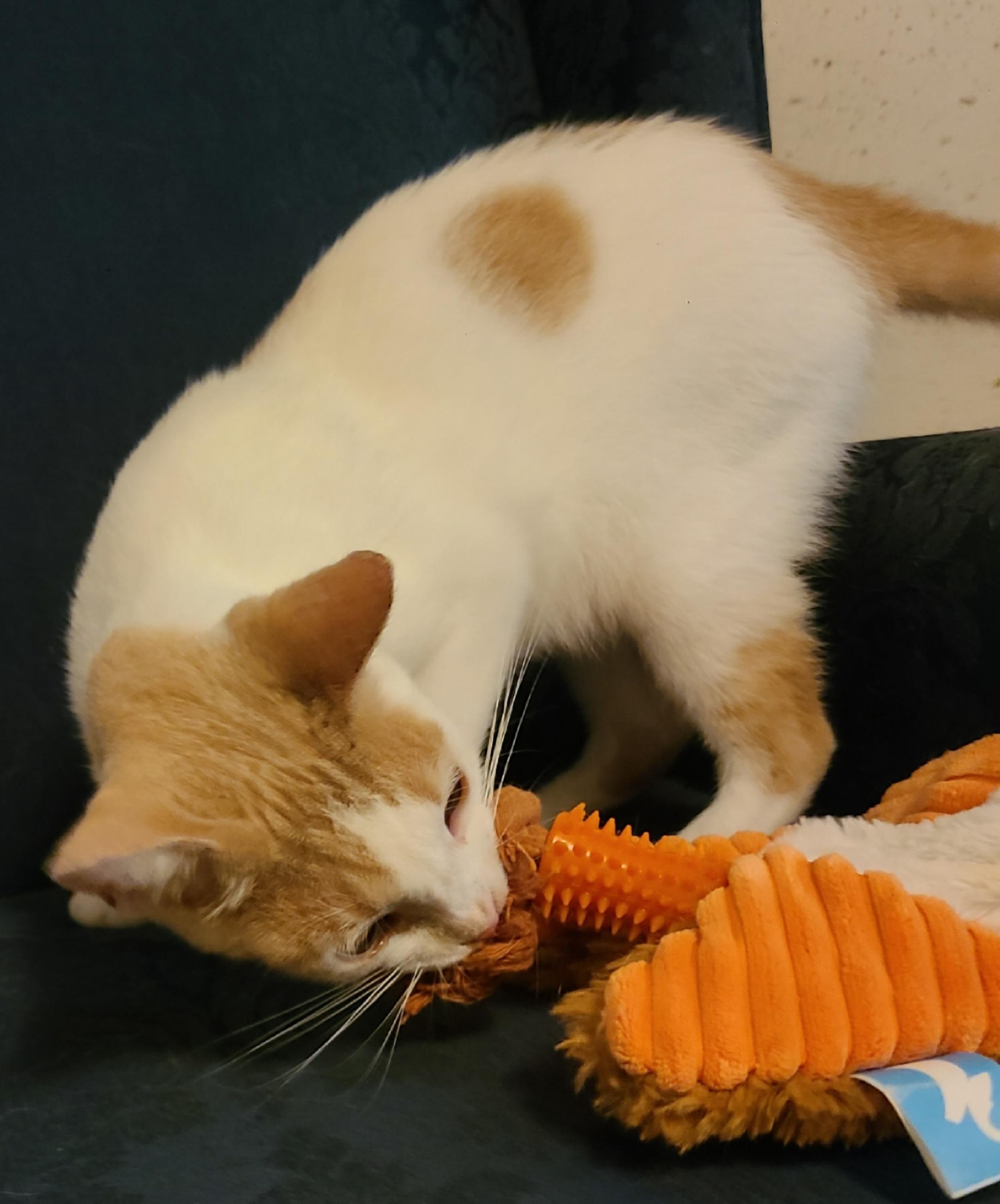 Chipper, Adoptable, Adult Male Domestic Short Hair.