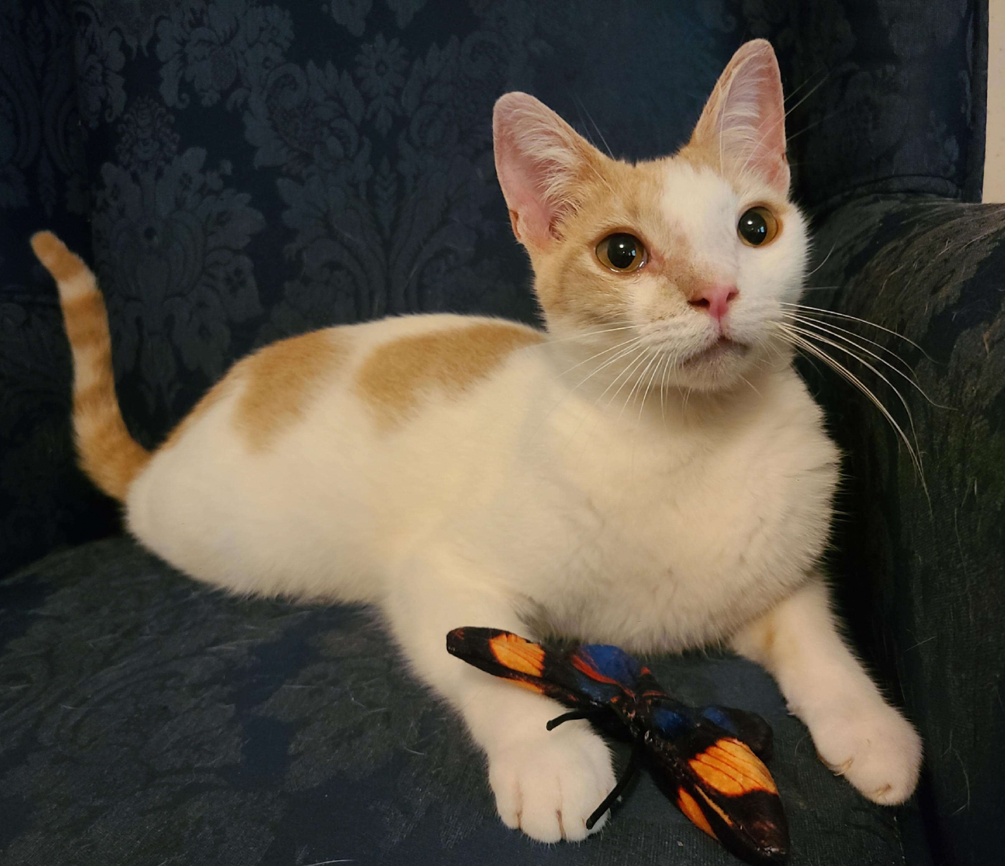 Chipper, a Adoptable Domestic Short Hair in Ellijay, GA image 2/6