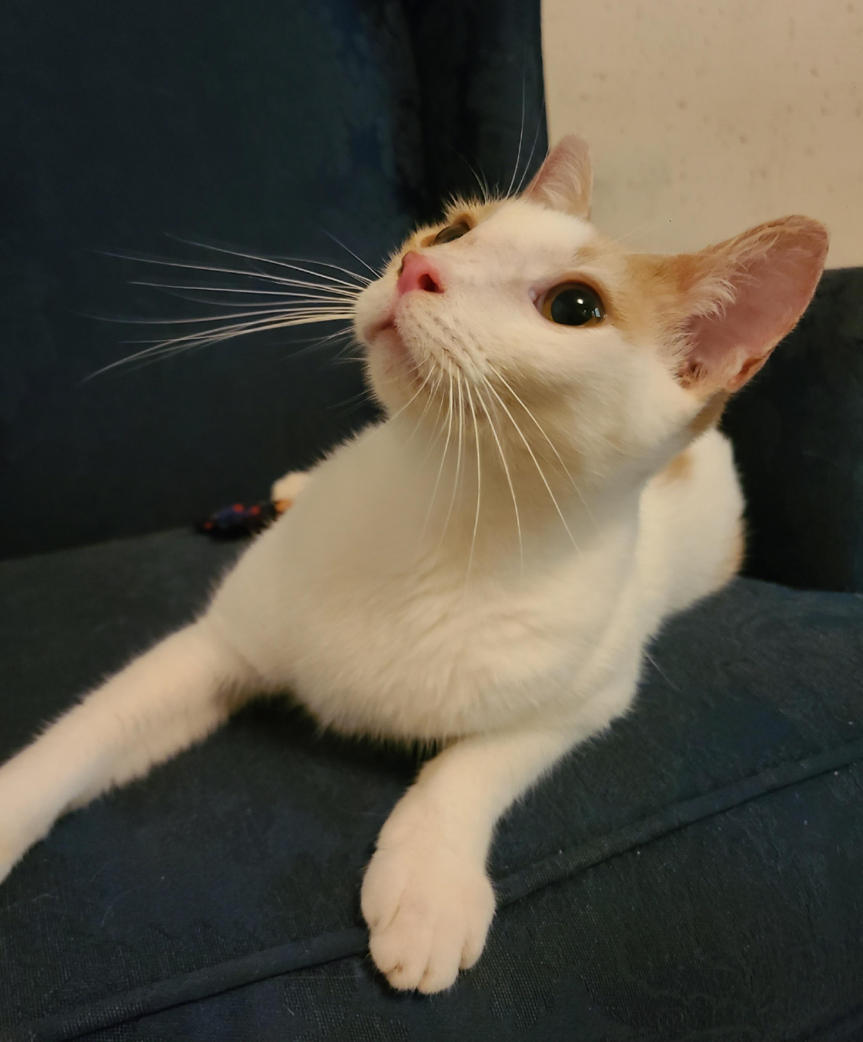 Chipper, a Adoptable Domestic Short Hair in Ellijay, GA image 6/6