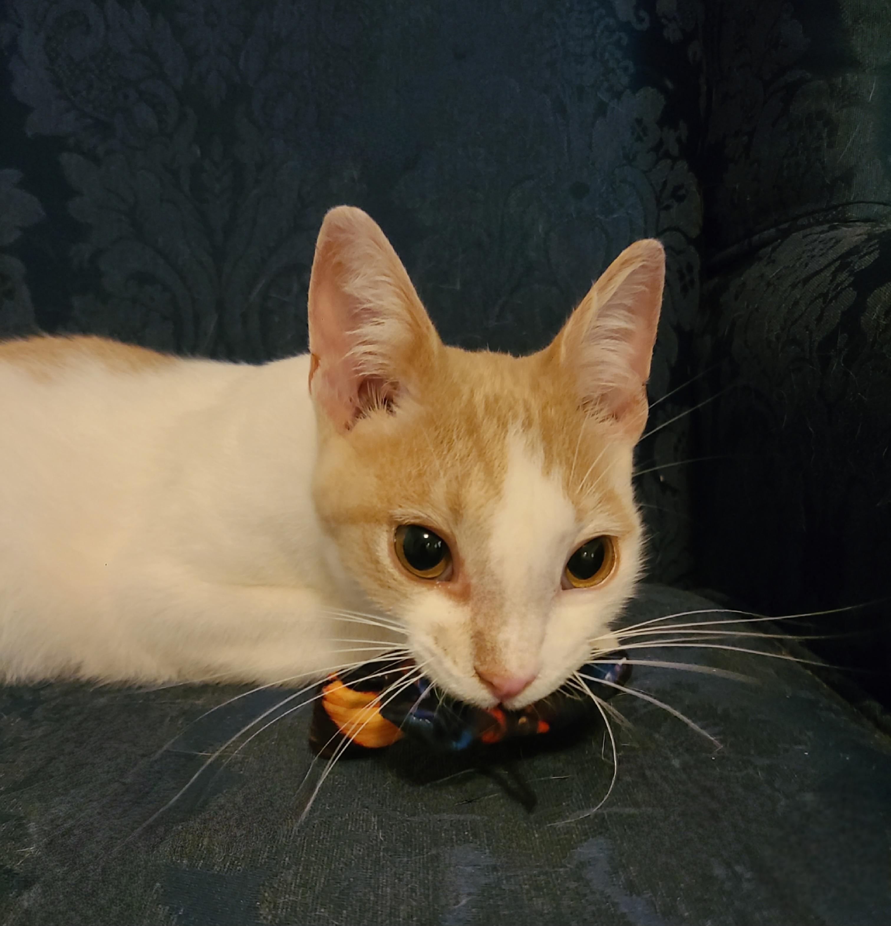 Chipper, a Adoptable Domestic Short Hair in Ellijay, GA image 4/6