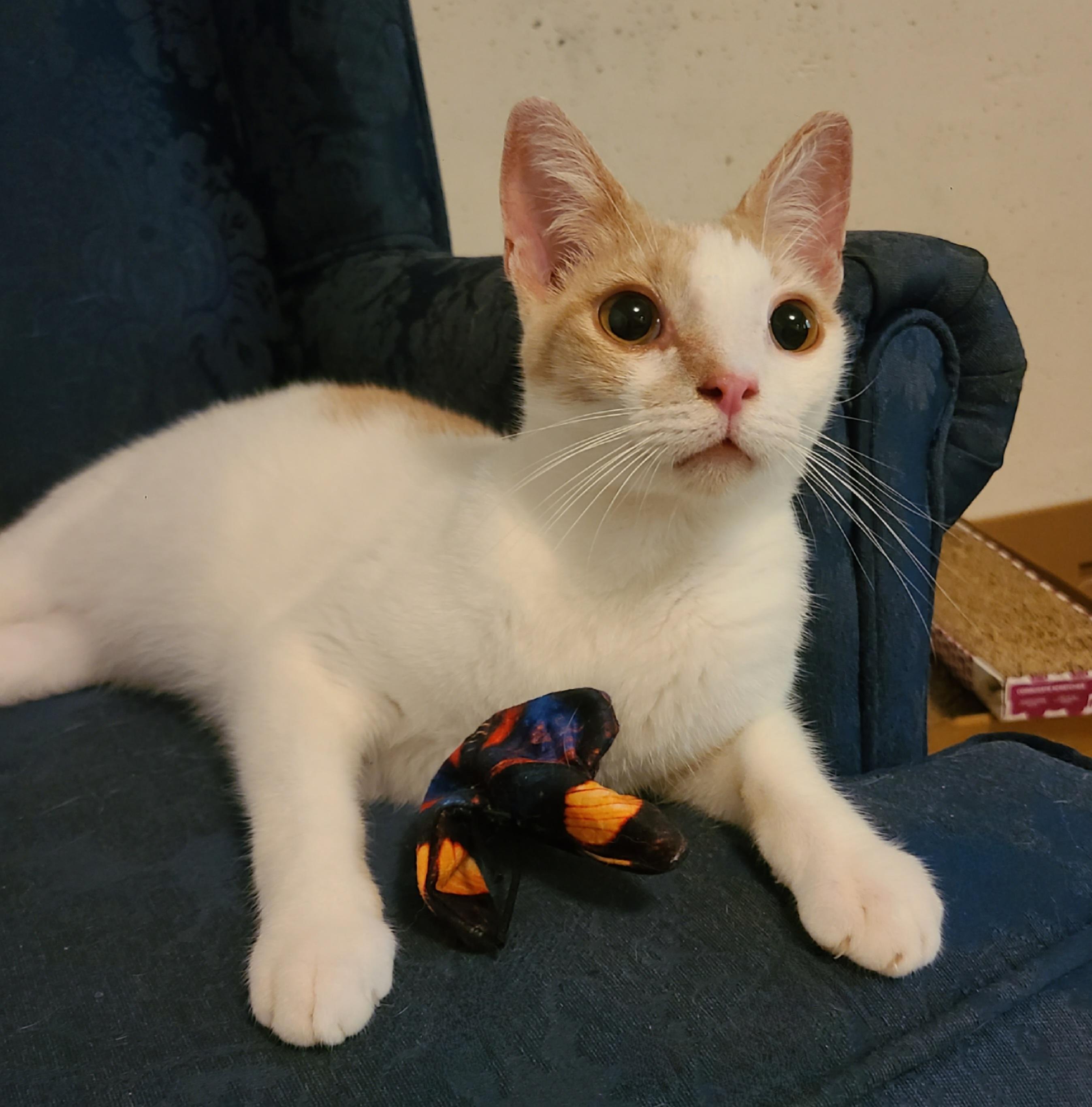 Chipper, a Adoptable Domestic Short Hair in Ellijay, GA image 5/6