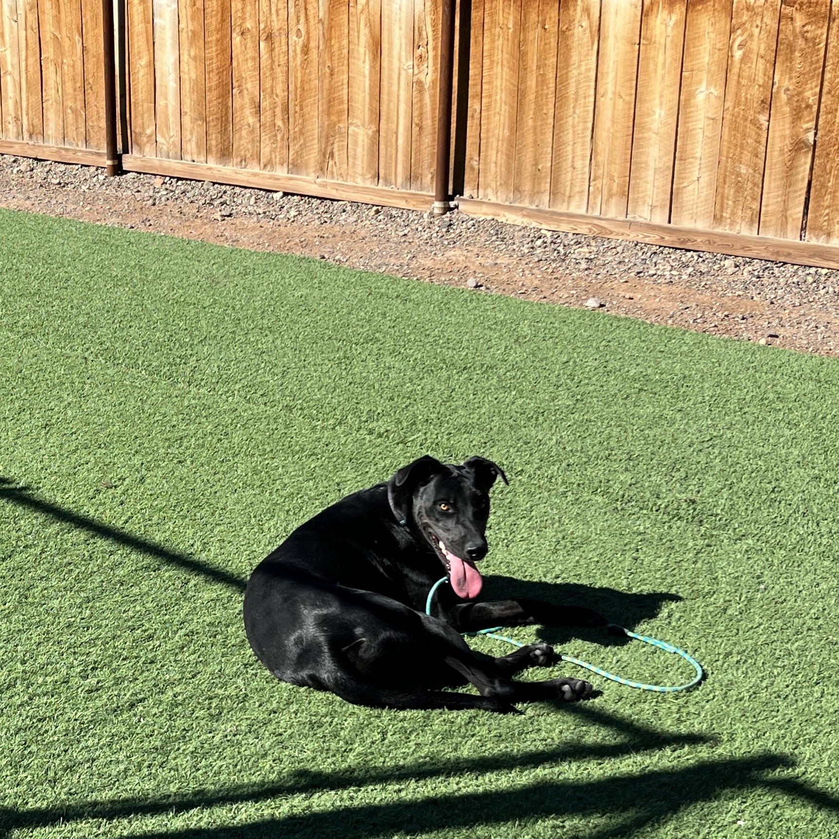 Rodrigo, an adoptable Black Labrador Retriever, Doberman Pinscher in Torrey, UT, 84775 | Photo Image 2