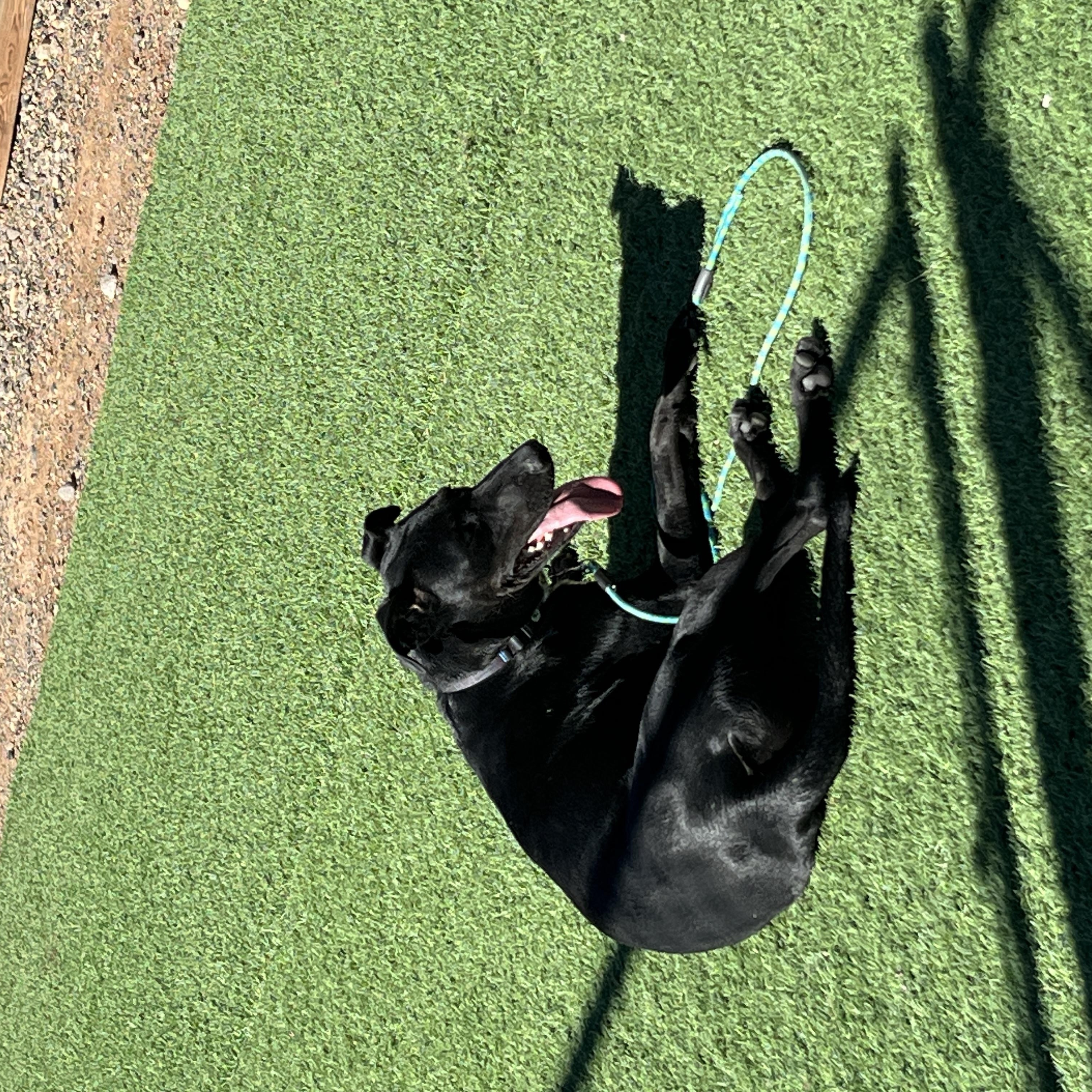 Rodrigo, an adoptable Black Labrador Retriever, Doberman Pinscher in Torrey, UT, 84775 | Photo Image 3