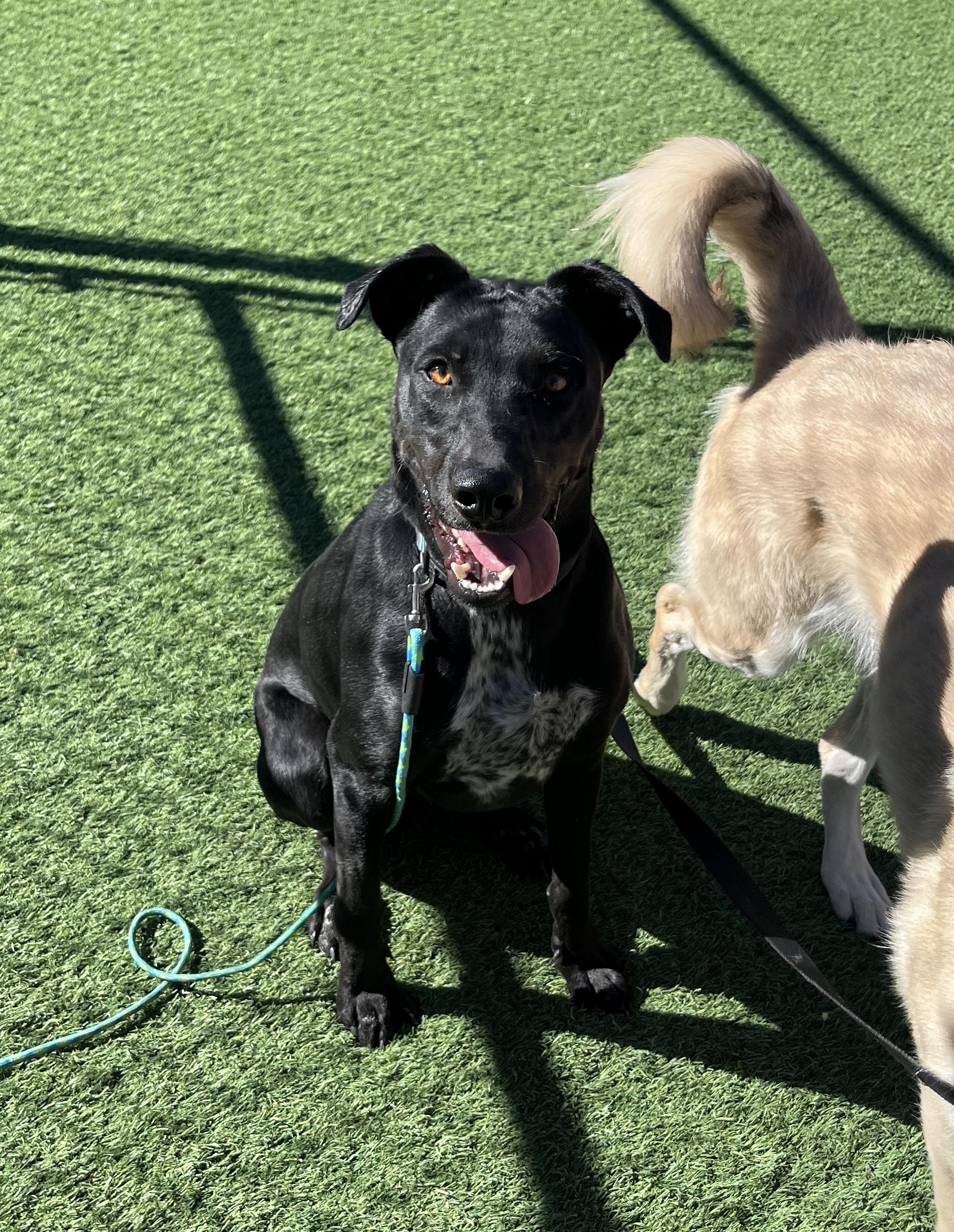 Rodrigo, an adoptable Black Labrador Retriever, Doberman Pinscher in Torrey, UT, 84775 | Photo Image 1
