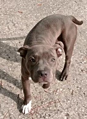 Queen, Young Female Pit Bull Terrier