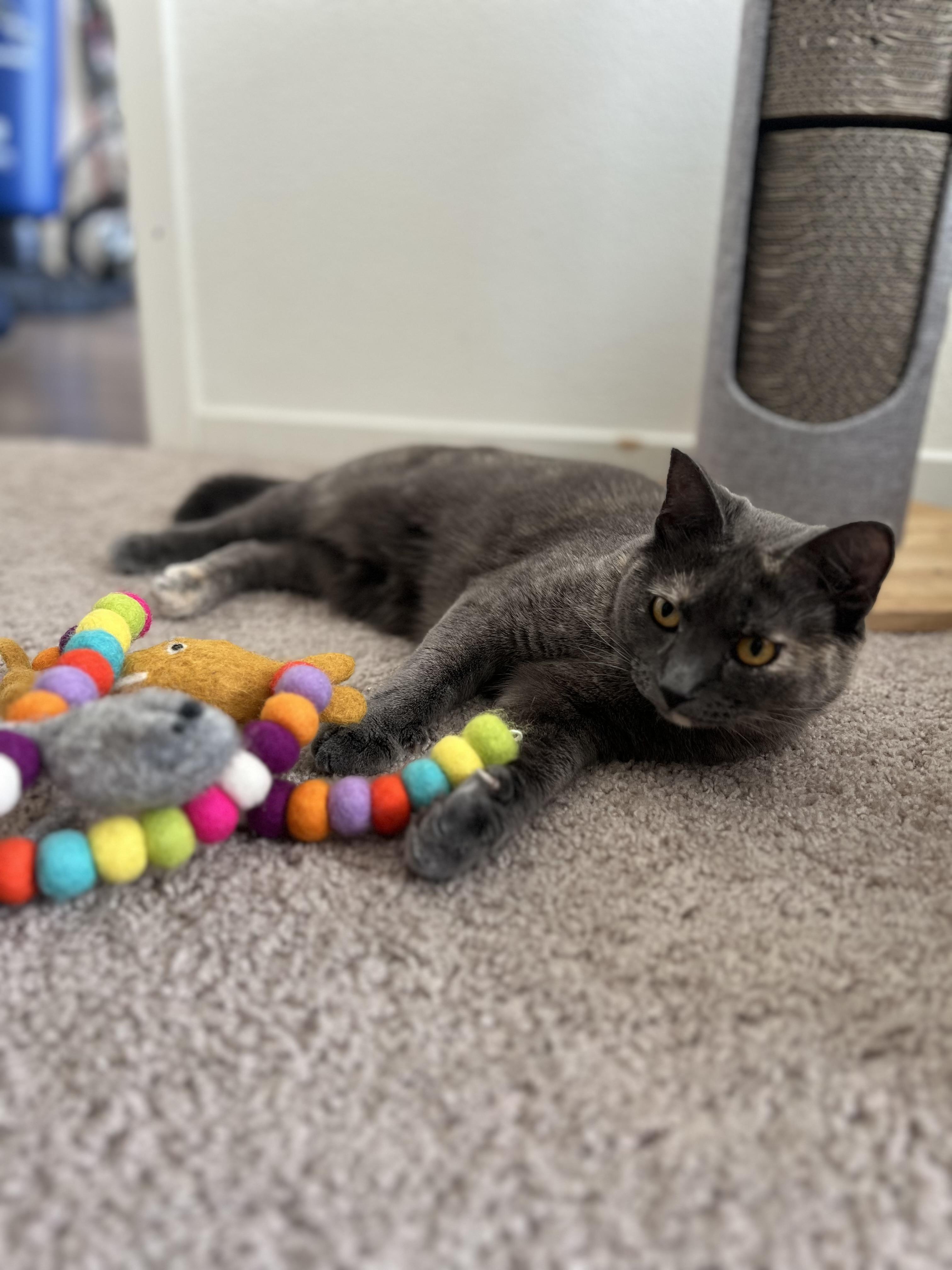 Enlarge Sol (social / talkative / affectionate), an adopted mixed breed in San Jose, CA image 4/4