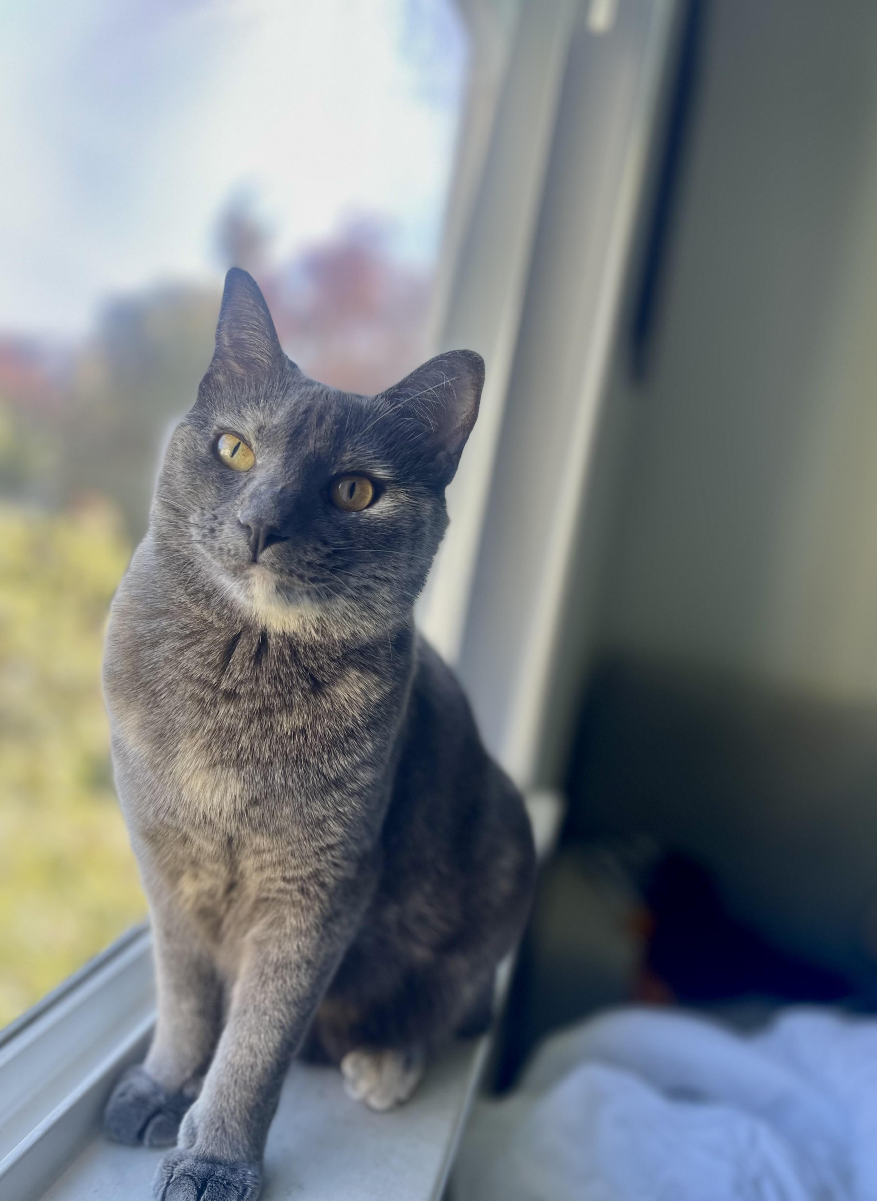 Sol (social / talkative / affectionate), adopted, Young Female Dilute Tortoiseshell & Domestic Short Hair.