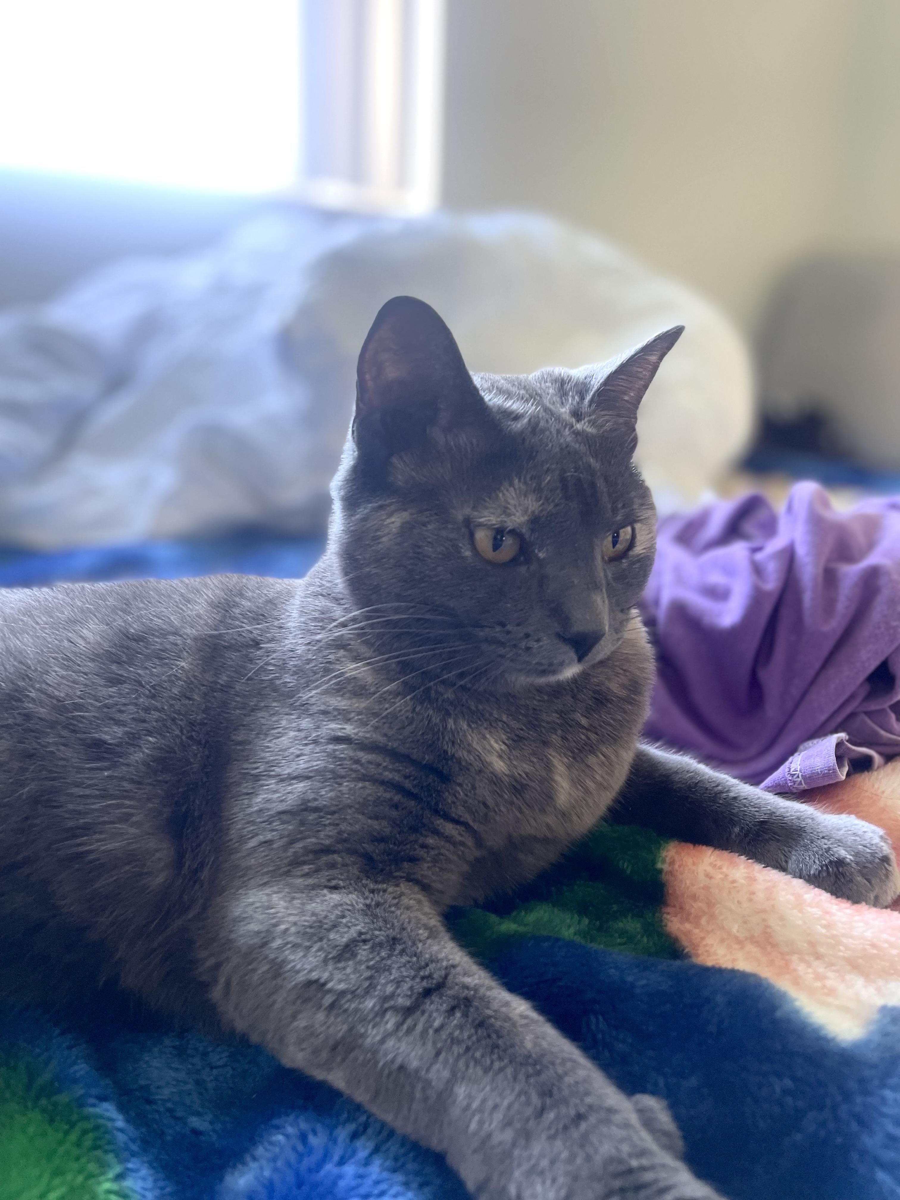 Enlarge Sol (social / talkative / affectionate), an adopted mixed breed in San Jose, CA image 3/4