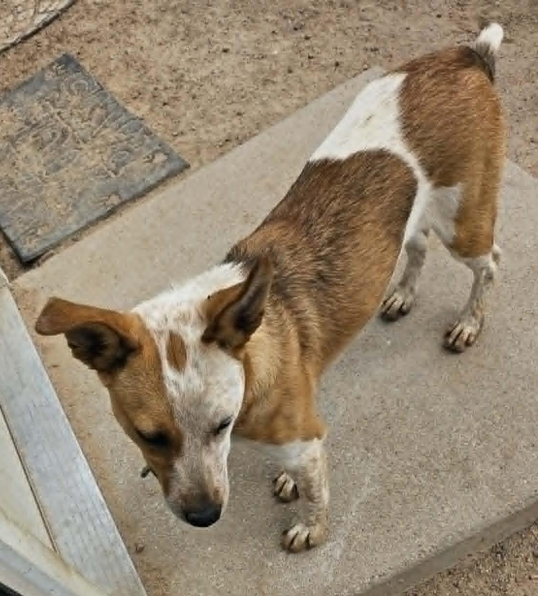 Enlarge Astrid, an adopted mixed breed in Chappell, NE image 1/4